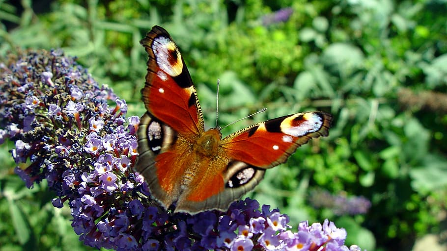 蝶, Buddleja Davidii, 昆虫, 閉じる, 孔雀蝶, 自然, 動物, 蝶-昆虫, 自然の美しさ, 野生動物