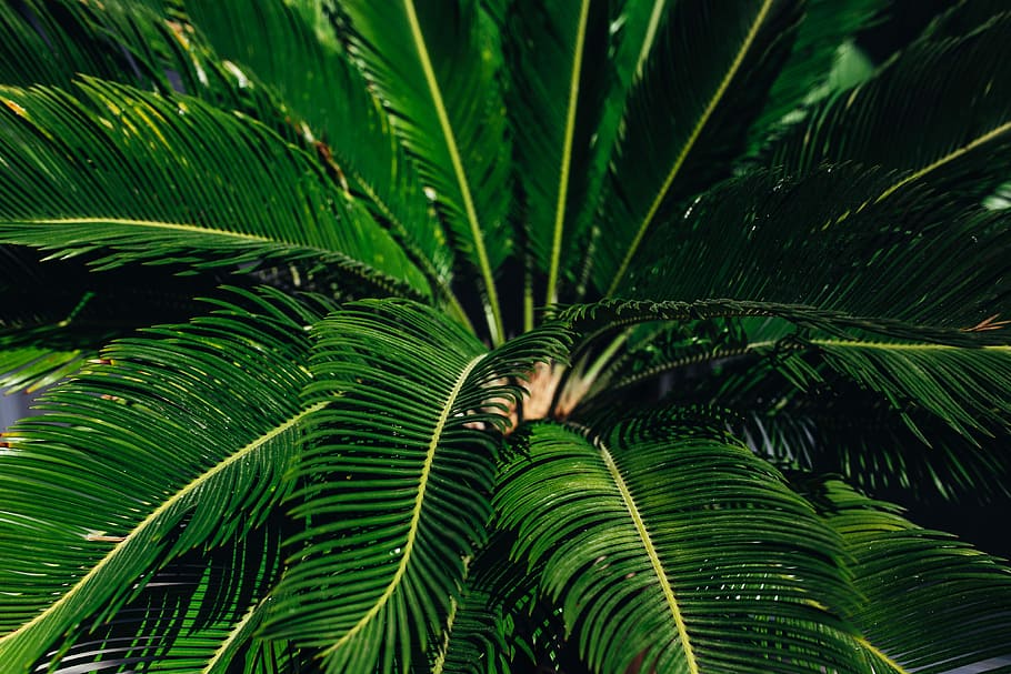 verde, planta, folhas, Close-up, planta verde, folhas de plantas, natureza, folha, palmeira, tropical Clima