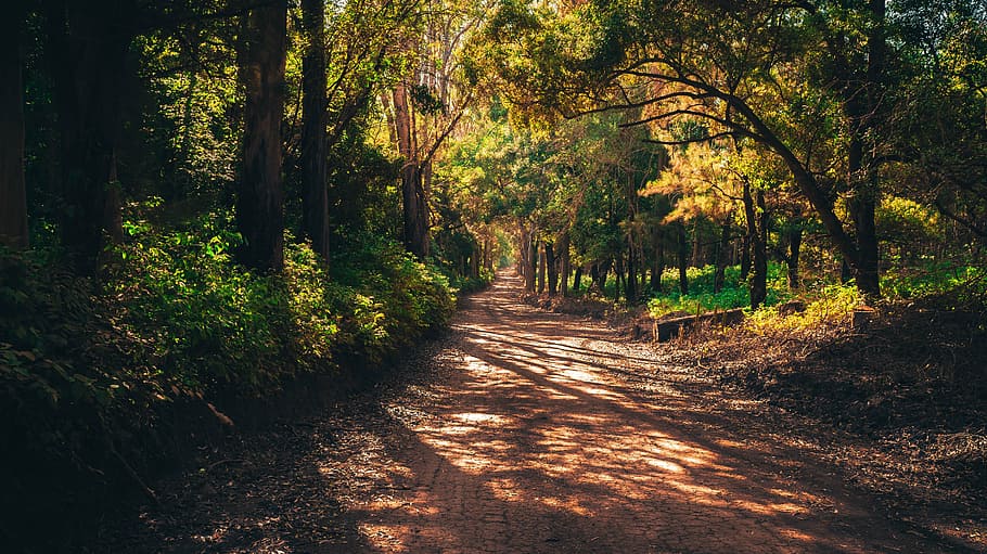pathway, middle, forest, mato, road, infinity, beauty, plant, green, landscape