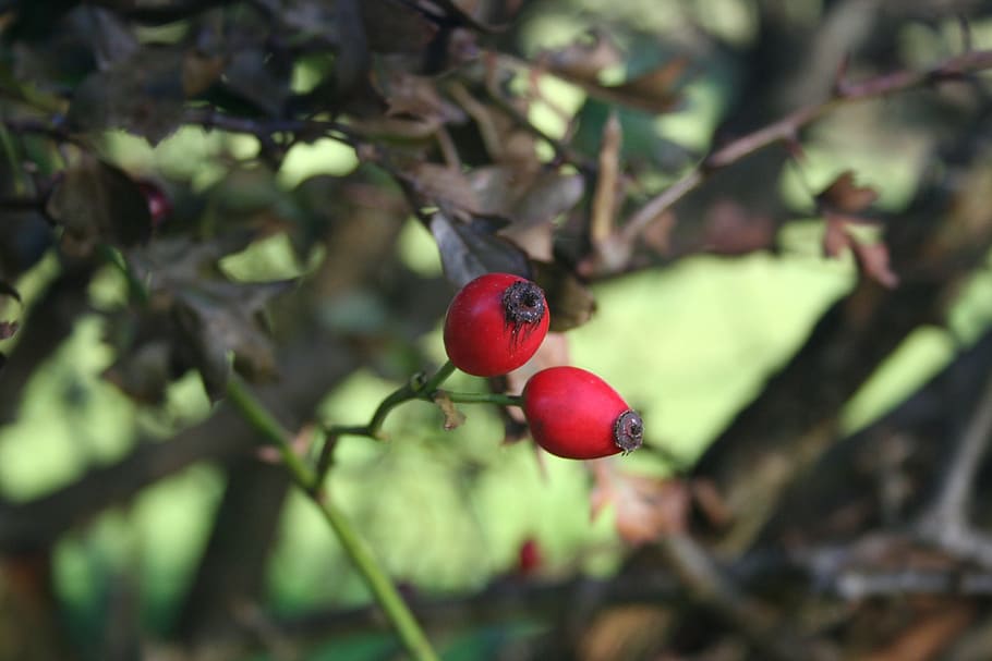 red, berries, autumn, hawthorn, haws, berry, nature, plant, natural, fruit