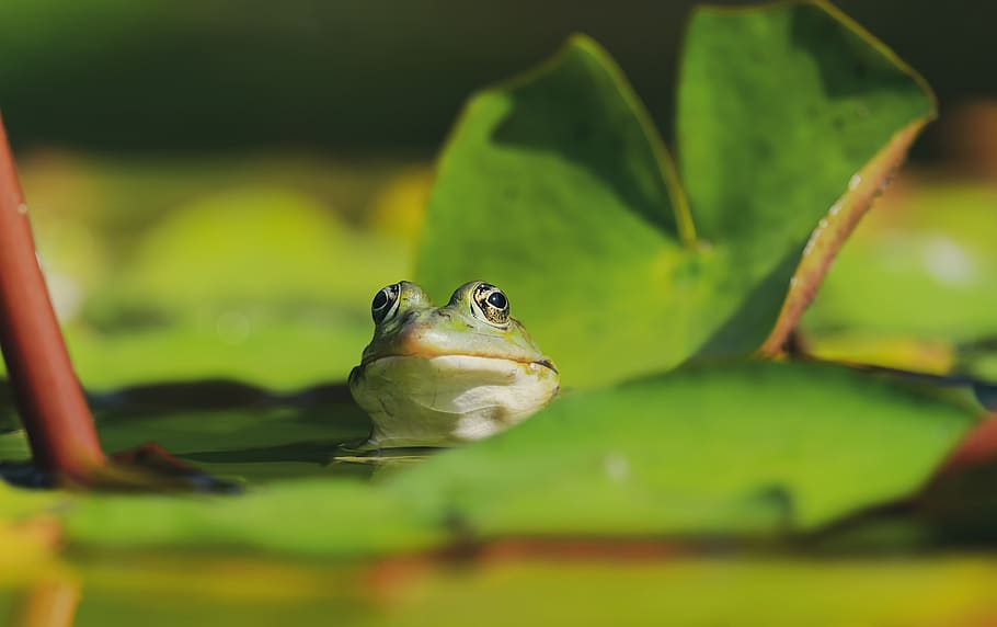 frog, water frog, frog eyes, animal, green, water, amphibian, pond, nature, aquatic animal