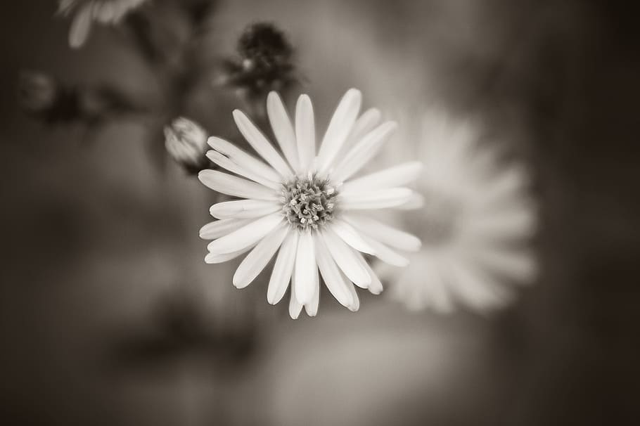 black white flower, Black White, White Flower, black, flower, white, nature, close-up, plant, macro
