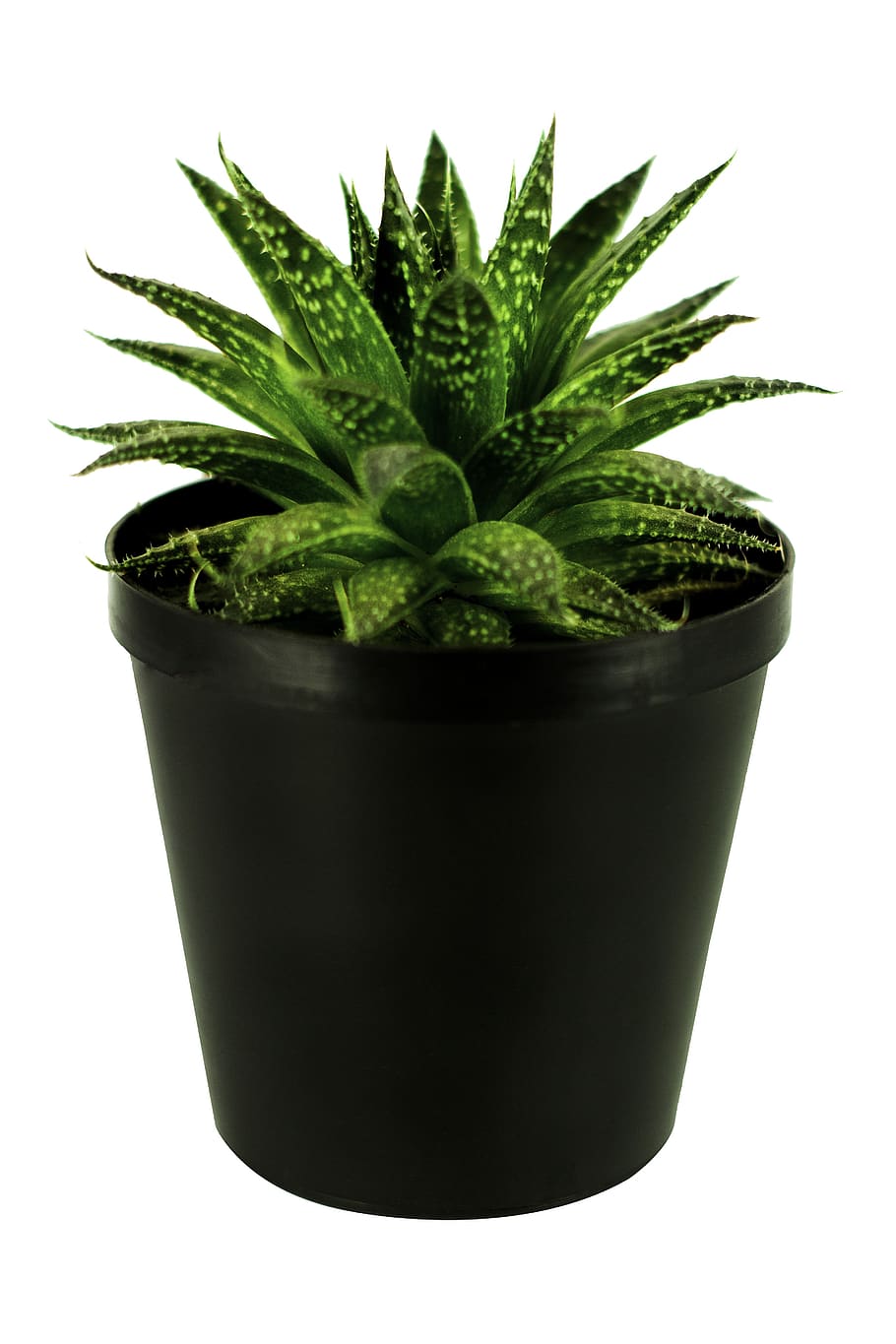 plant, green, pot, black, white background, studio shot, green color, potted plant, cut out, growth