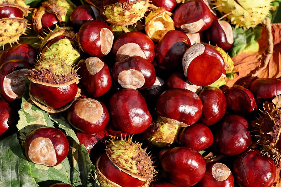buah merah bulat, kastanye, buckeye, buah-buahan, merah, mengkilap, menyengat, musim panas India, makanan dan minuman, makanan sehat