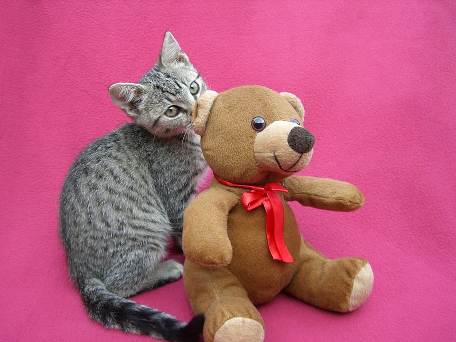 kitten, playing, teddy bear, feline, young, cat, domestic, adorable, playful, looking