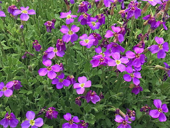 Página 4 | Fotos flor morado libres de regalías | Pxfuel