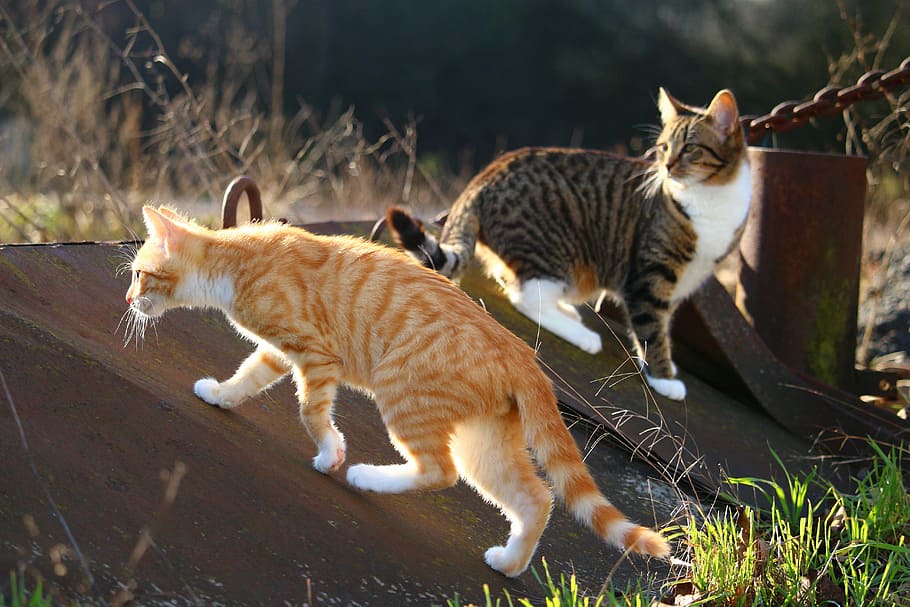 short-haired, orange, brown, cats, metal board, cat, kitten, mackerel, red mackerel tabby, domestic cat