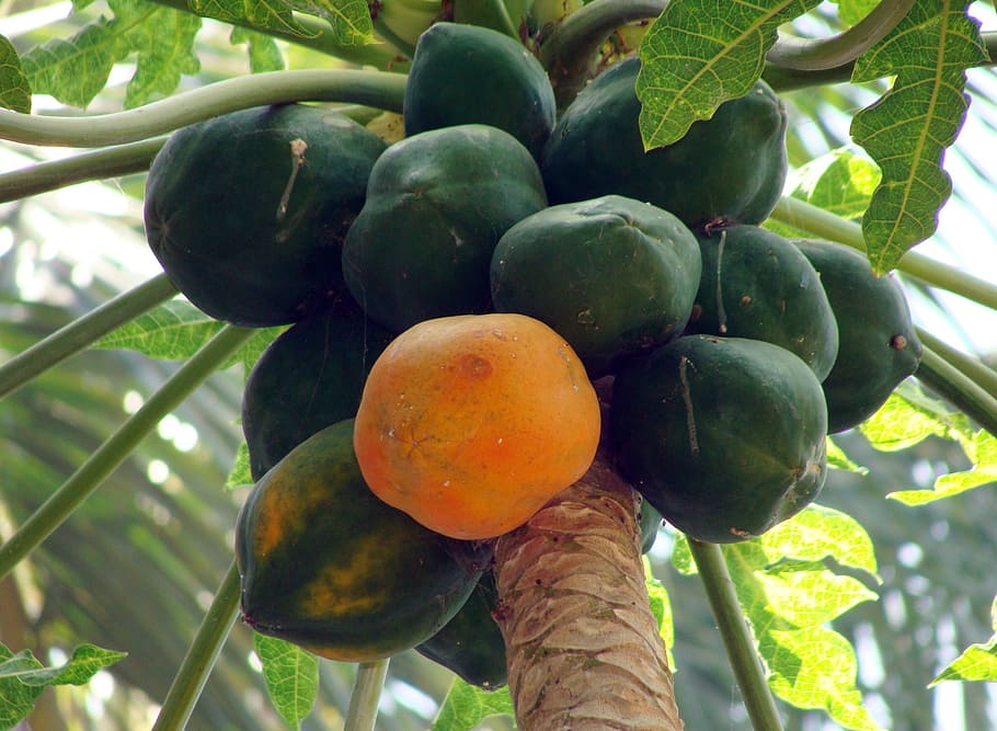 low, angle view, papaya, dharwad, karnataka, india, fruit, juicy, food, ripe