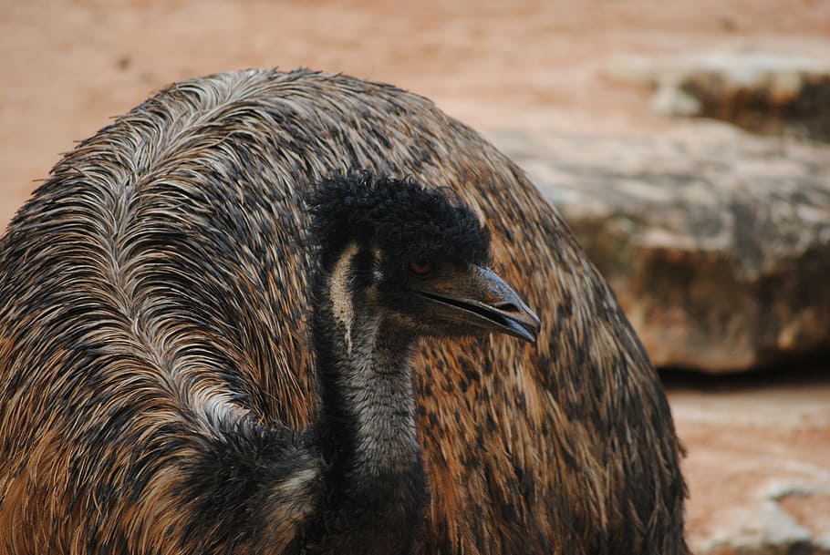 emu, brown, bird, animal, beak, nature, feather, eye, wild, wildlife