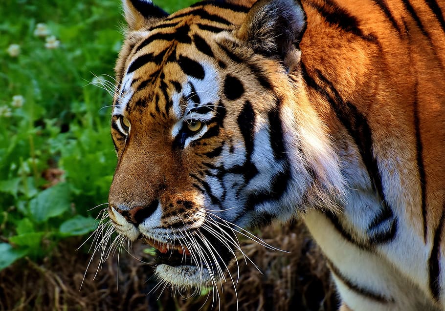 closeup, photography, tiger, forest, predator, fur, beautiful, dangerous, cat, wildlife photography