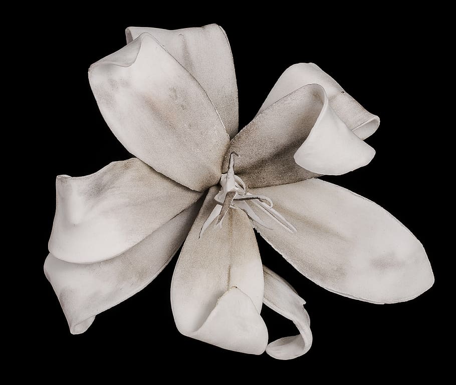 lily, white, blossom, bloom, black background, studio shot, bow, tied bow, ribbon - sewing item, ribbon