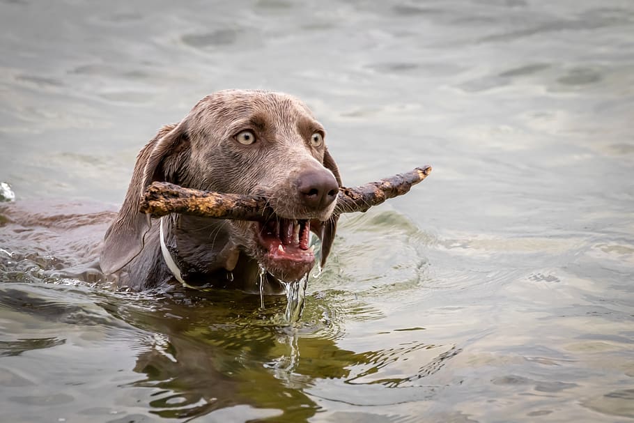 dog, water, swim, retrieve, bring, play, floor, lake, nature, wet
