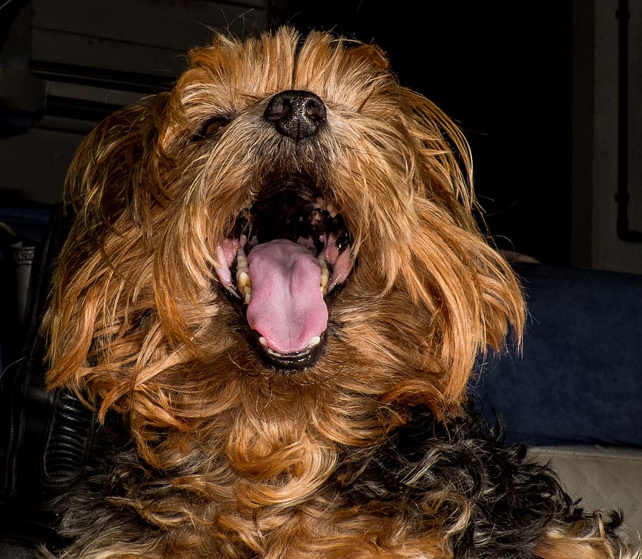 dog, yorkshire terrier, big mouth, one animal, animal themes, canine, domestic animals, mammal, domestic, pets