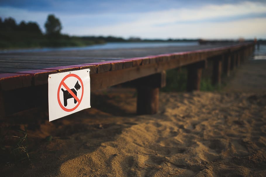 dogs, sign, not allowed, beach, dog, animal, communication, sky, nature, warning sign