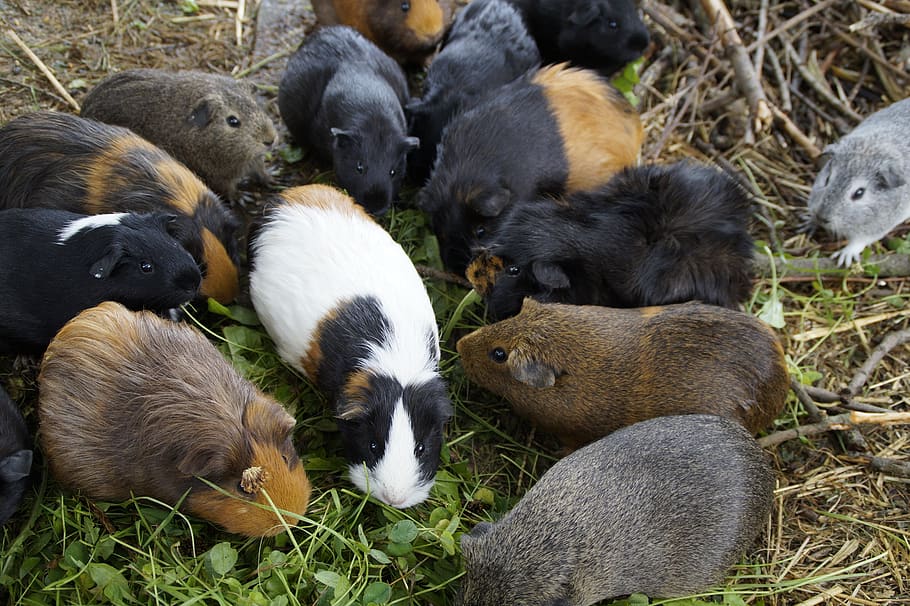 marmot, banyak, massa, kuantitatif, pembiakan marmot, pembiakan, hewan kecil, hewan peliharaan, makan, vegetarian