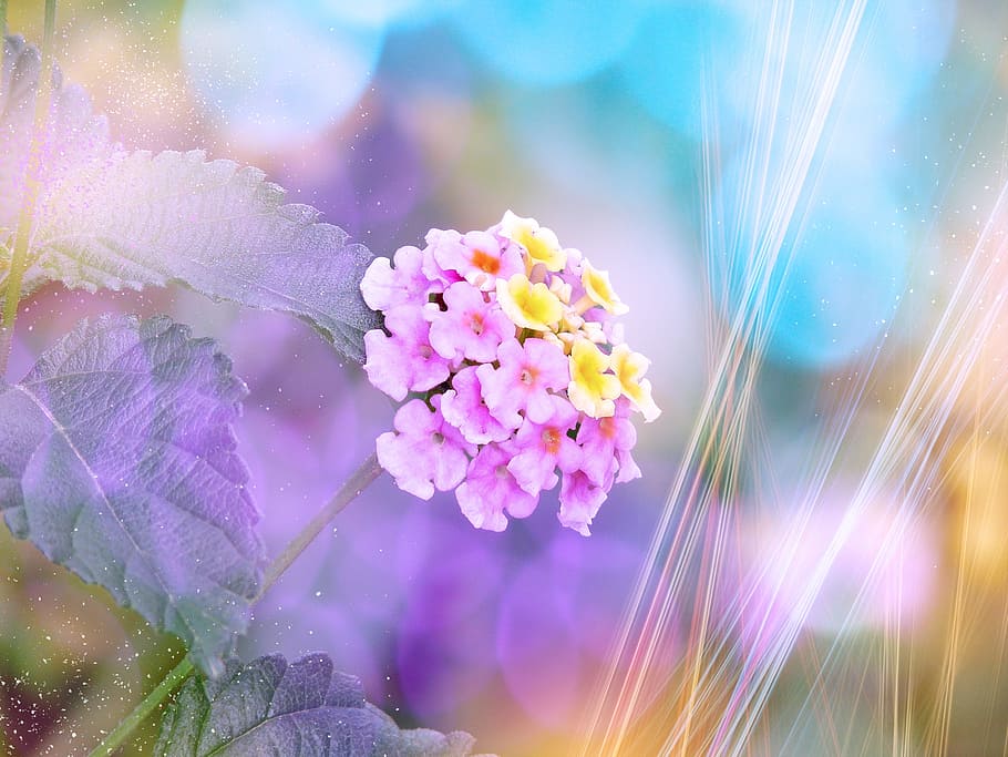bokeh photography, pink, yellow, petaled flowers, flower, lantana, blossom, bloom, tender, bokeh