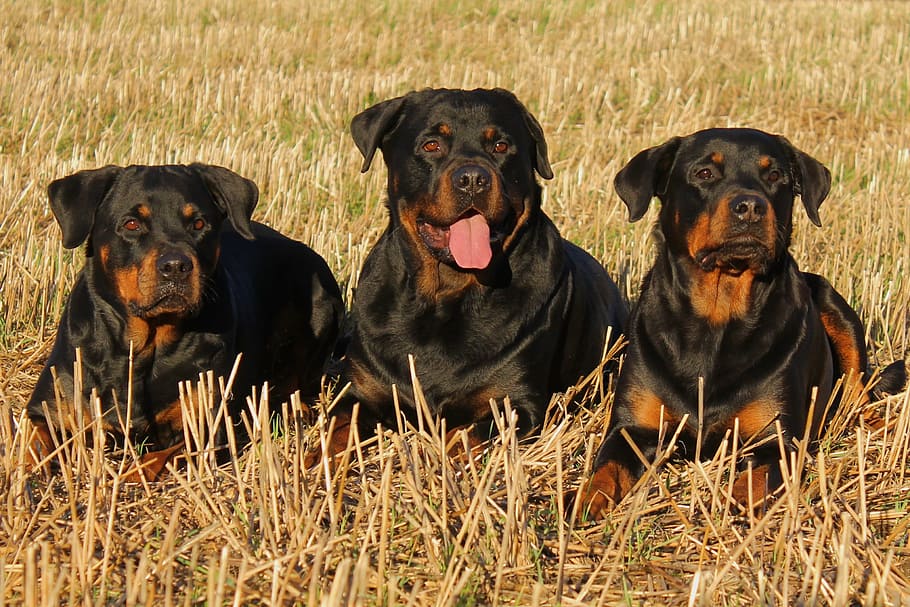 three, adult mahogany rottweilers, laying, grass, rottweiler, dog, dogs, canine, domestic, pets