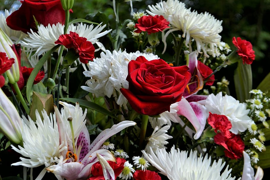 close-up photo, red, rose, white, petaled flowers bouquet, flower, flora, nature, floral, garden