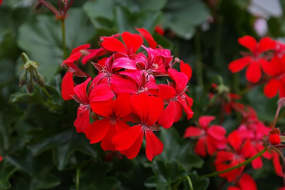 Geranium, Blossom, Bloom, Flower, red, flora, red geranium, deep red, blood red, bright red