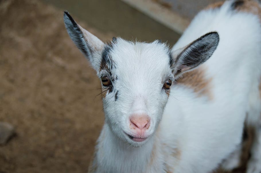 Goat, Cute, Animal, Mammal, Small, kid, baby goat, zoo, farm, livestock