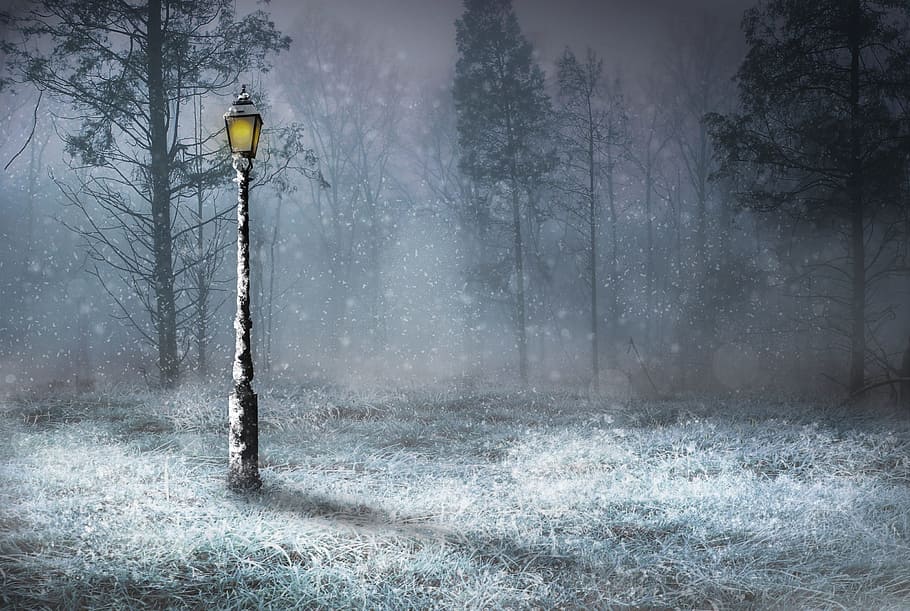 lamp post, forest, snow, outdoors, nature, woods, lamp, lamp light, frost, park