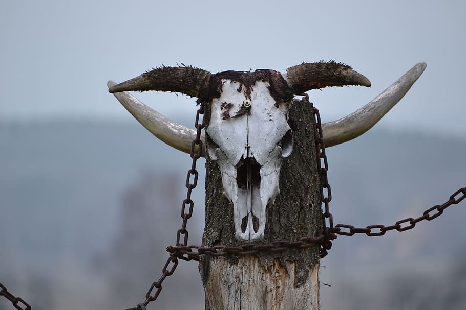 selective, focus, animal, mount, selective focus, bull, skull, totem, corners, barbed Wire