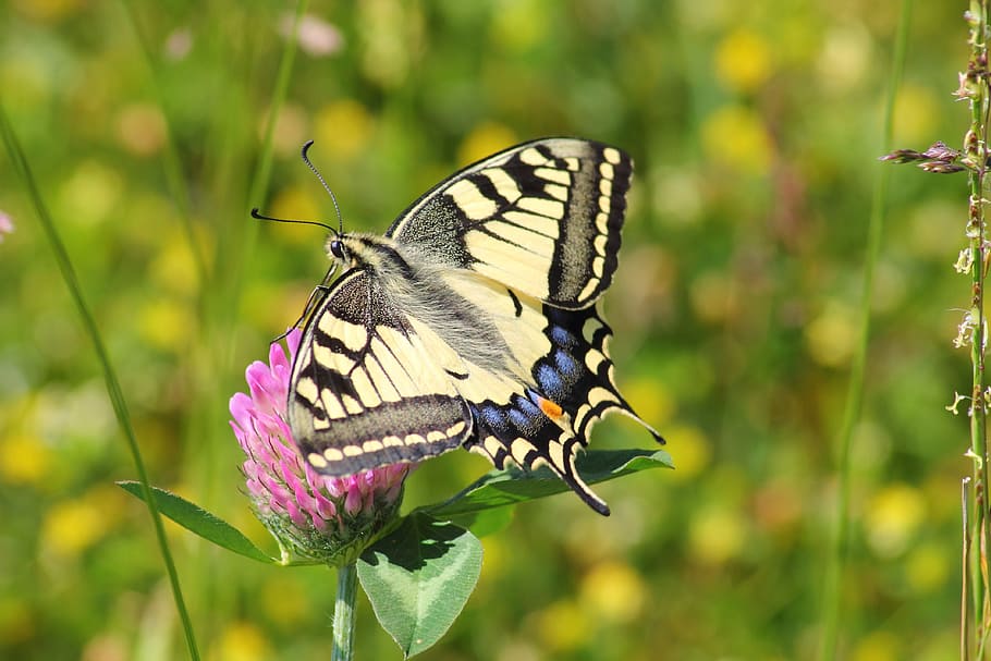 closeup, photography, tiger swallowtail butterfly, swallowtail butterfly, swallowtail butterflies, papilio machaon, butterfly, papilio, insect, nature