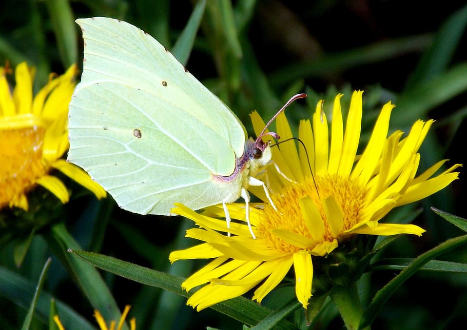 gonepteryx rhamni, mariposa, insecto de vuelo, naturaleza, jardín, amarillo, floración, ingesta de alimentos, macro, verano