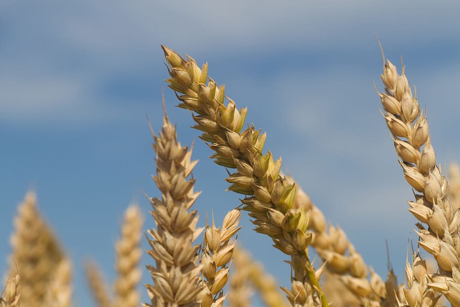 trigo, agricultura, cosecha, campo, planta, grano, pan, verano, dorado, semilla