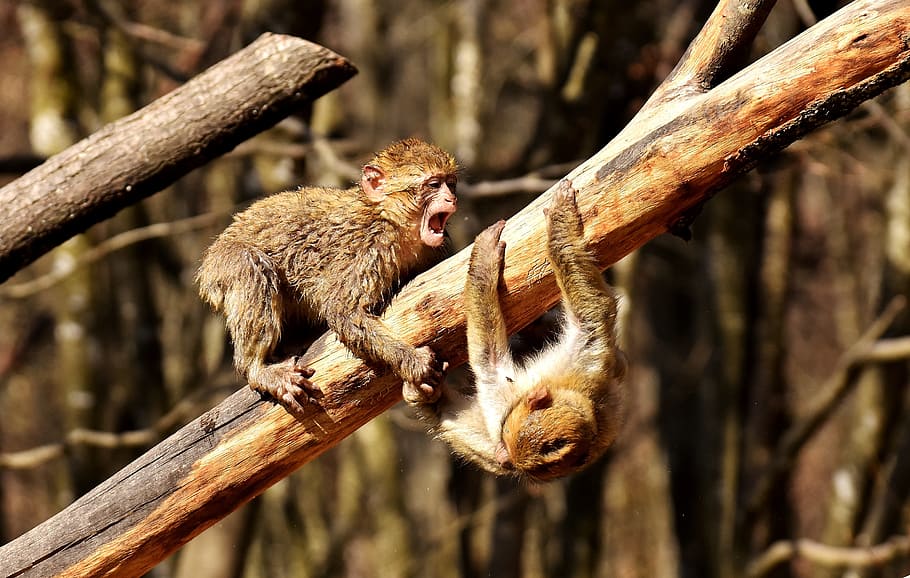 dos, marrón, primate, rama de madera, madera, rama, monos bereberes, jugar, lindo, especies en peligro de extinción
