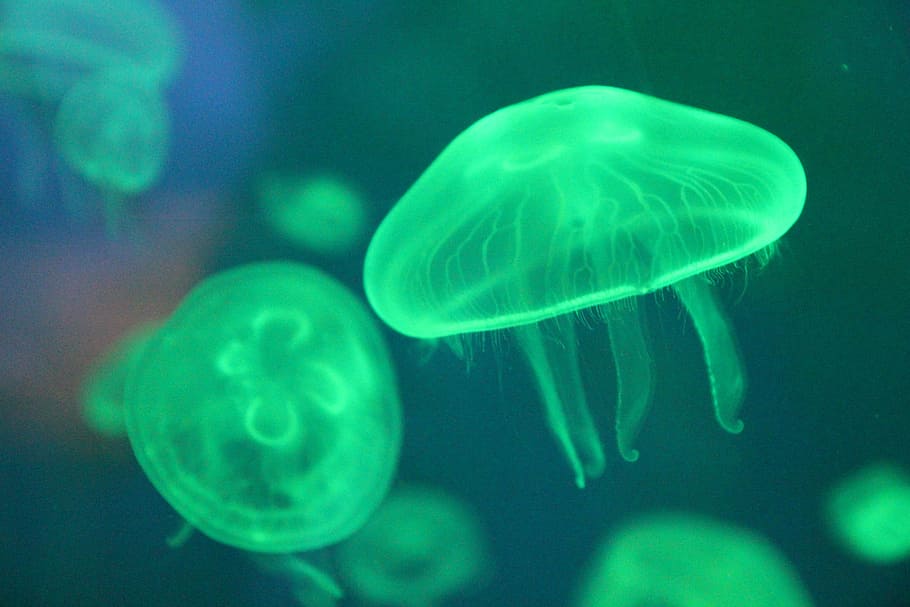 Medusa, criaturas marinas, biología, mar, fluorescente, submarino, vida marina, color verde, animal, natación