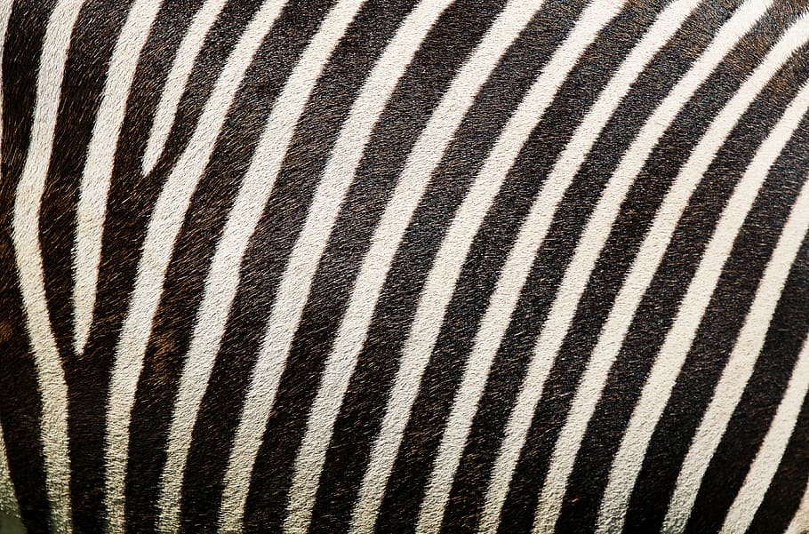 preto, branco, listrado, têxtil, zebra, padrão de zebra, pele de zebra, listras, pele, impressão animal