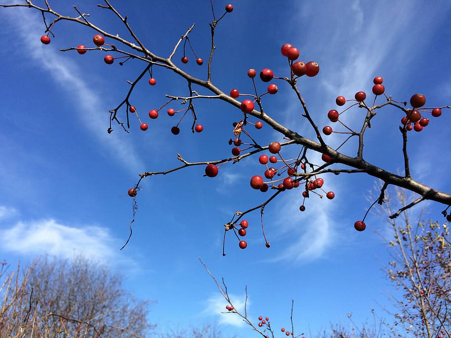 crab apples, fruit, branch, tree, autumn, sky, healthy eating, food, food and drink, plant