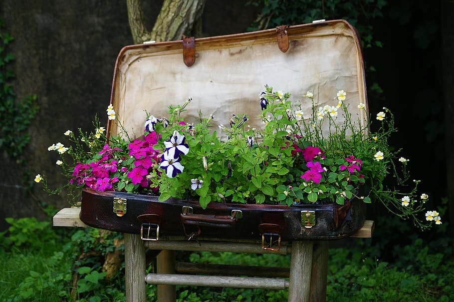 pink, white, flowers, brown, suitcase, luggage, plant, bed, nature, flower bed
