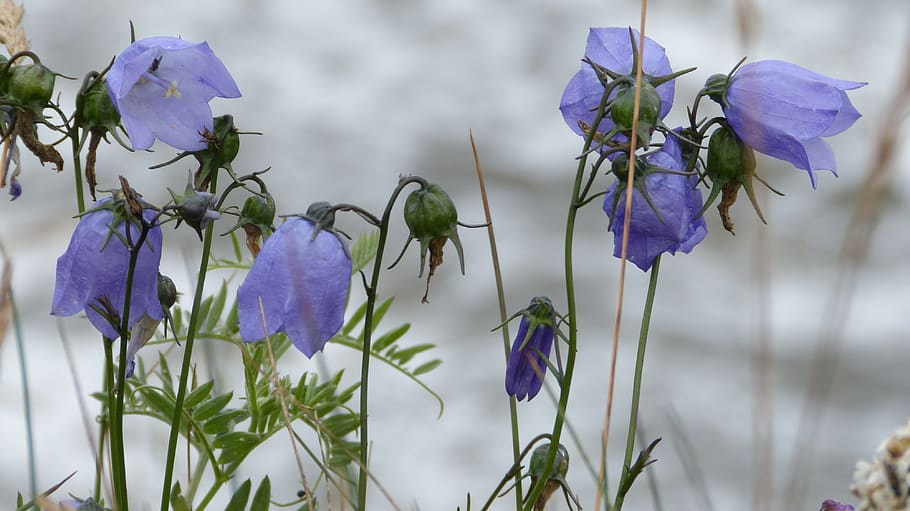 flowers, bluebells, petite bellflower, purple, macro, flora, flowering plant, flower, plant, vulnerability