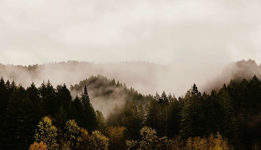 foggy, trees, daytime, oregon, mountains, sunrise, dawn, fog, forest, woods