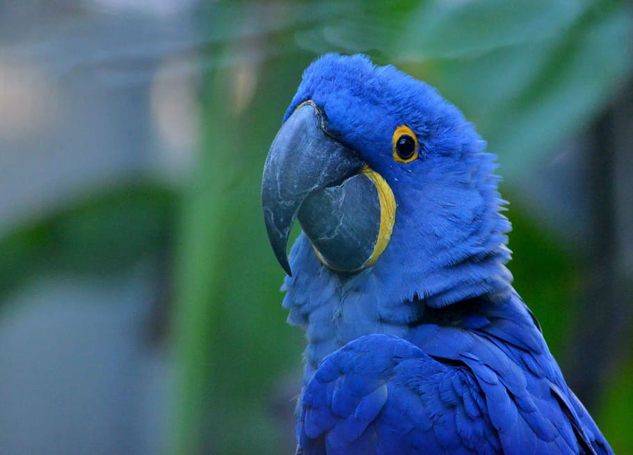 focus photo, hyacinth macaw, parrot, ara, rainbow parrot, bird, beak, animals, color, zoo