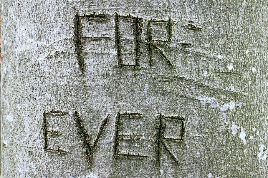 tree, carved, name, symbol, engraved, eingeritzter tree, tree bark, close, letter, letters