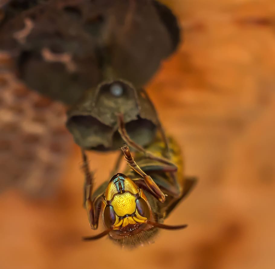 hornets, hornet, insect, animals, queen, arbeiterinportrait, close up, macro, wasp, animal