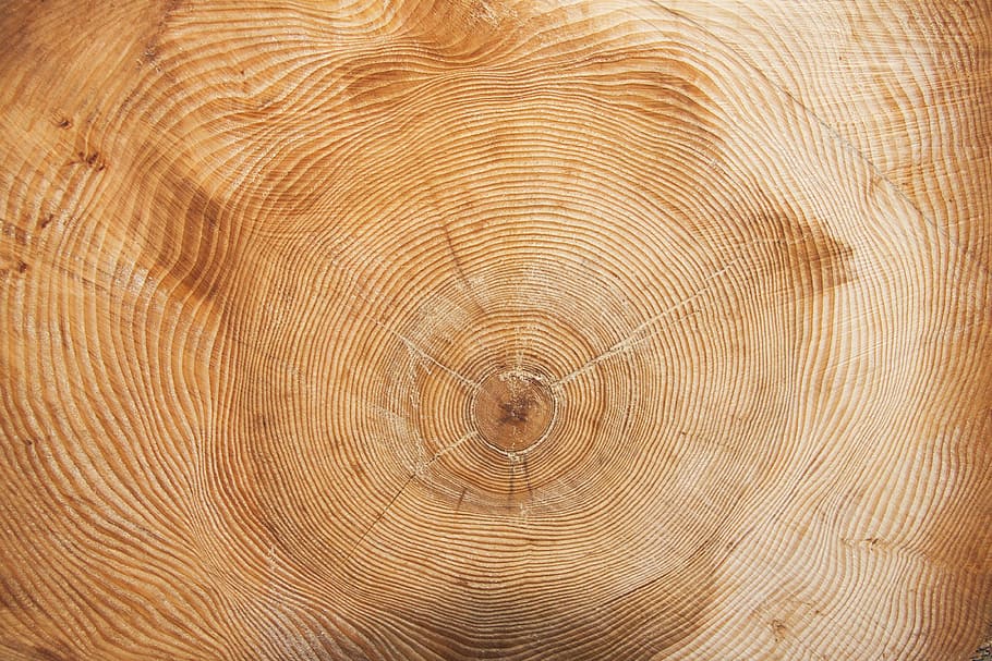 closeup, wood slab, tree, year, annual rings, wood ring, annular, grain, wood formation, density fluctuations