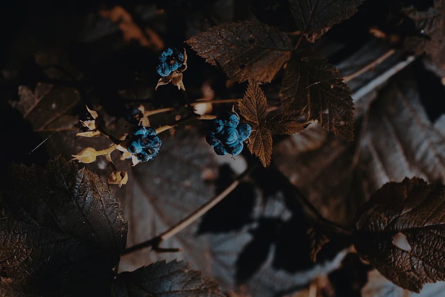 forest, berry, blackberry, autumn, forests, nature, love, fruit, journey, fog