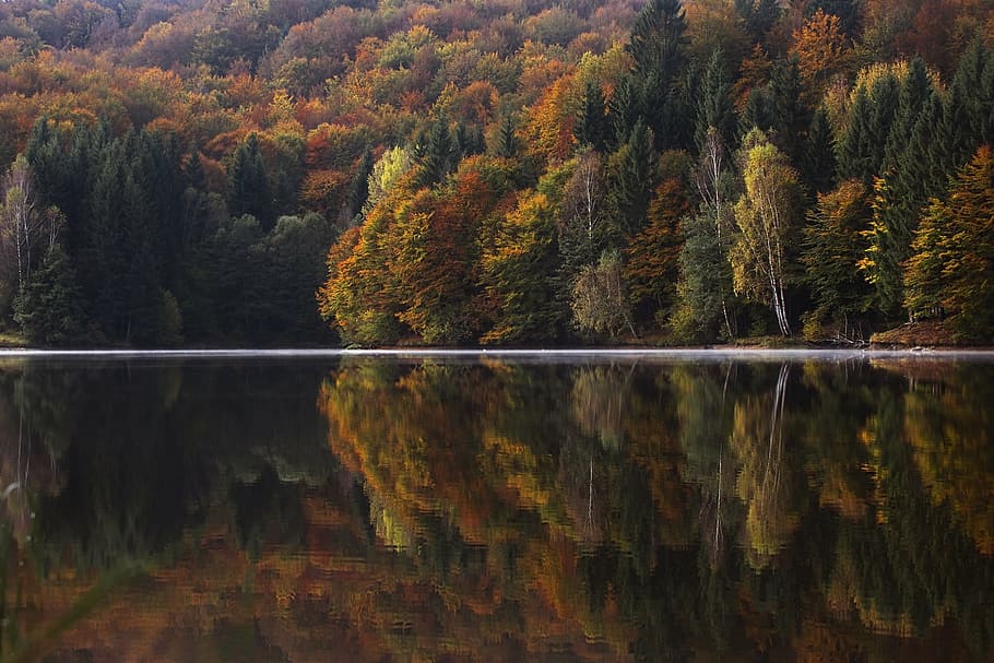 水, 反射, 写真, 木, 川, 湖, 植物, 自然, 地平線, 秋
