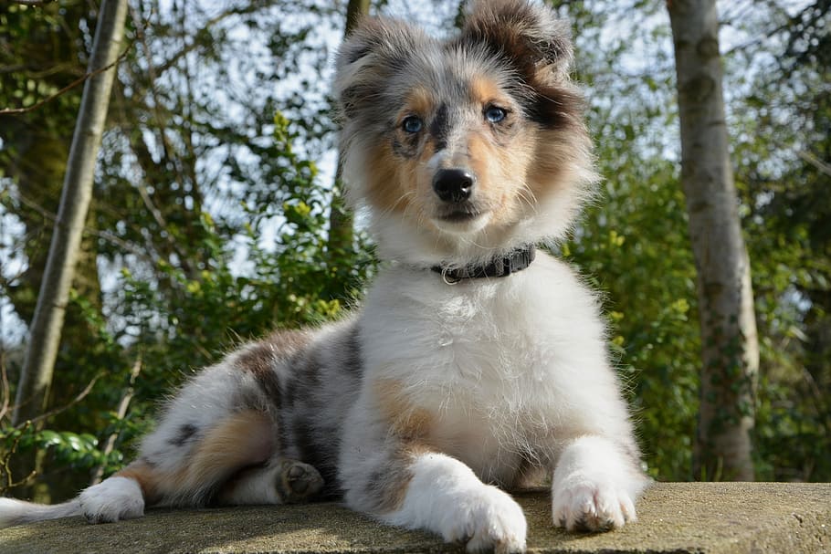 dog, young puppy, young bitch, bitch nobility blue, blue eyes, blue-eyed shetland sheepdog, animal, pet, cute, canine