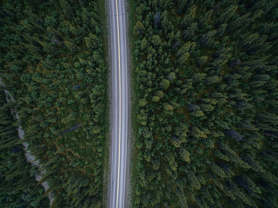 road, trees, forest, nature, aerial, view, plant, growth, green color, tree