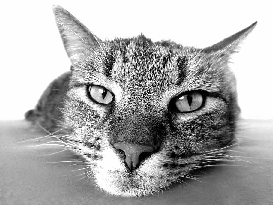 macro shot, tabby, cat, relax, chill out, camacho, black, white, nose, cat's eyes