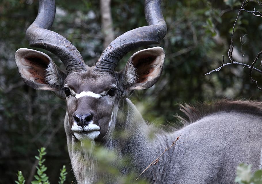 animals, kudu, africa, horns, mammals, south africa, nature, safari, deer, antelope