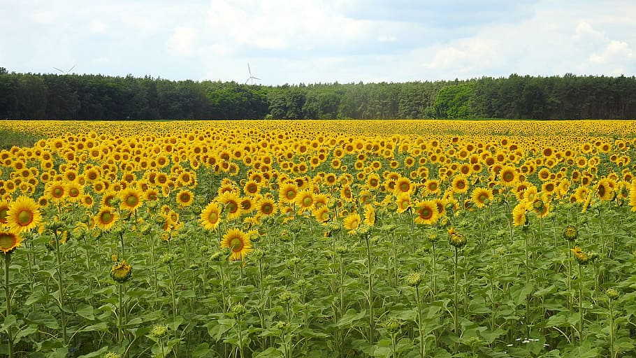 sunflower plantation, Sunflower, plantation, landscape, blossom, bloom, yellow, summer, helianthus, sunflower field