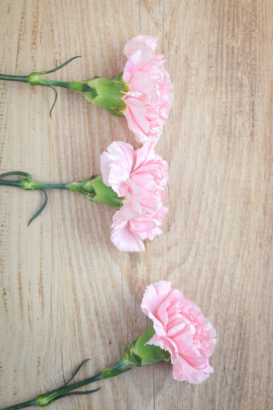 three, pink, petaled flowers, brown, wood, flowers, cloves, carnation pink, pink flowers, three piece