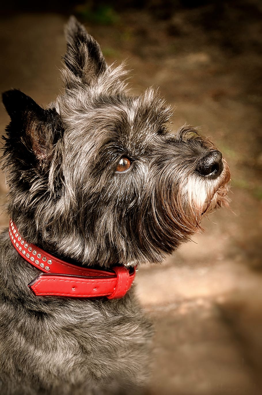 adult, gray, cairn terrier, grey, animal shelter, animal welfare, attention, dog, race, animal
