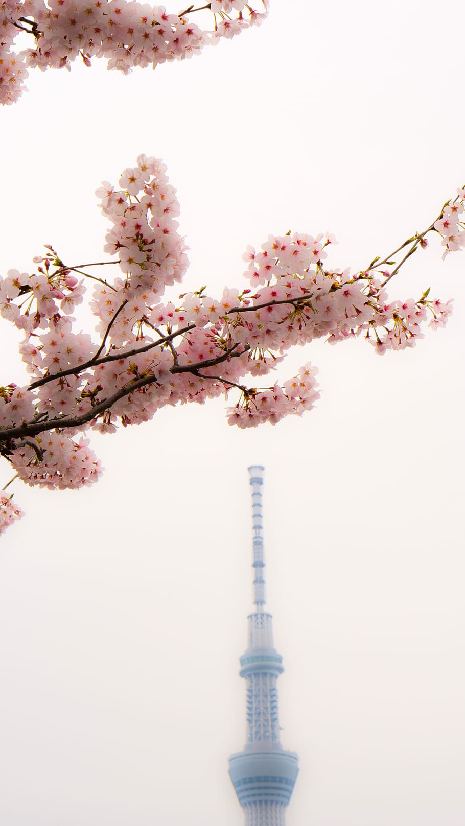 Skytree, Cherry Blossoms, Asakusa, Jepang, bunga, bunga sakura, mekar, pohon, pohon ceri, warna pink